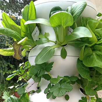 Lettuce Grow Farmstand Image