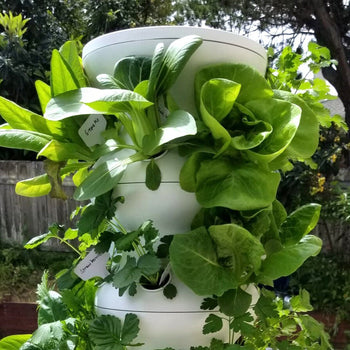 Lettuce Grow Farmstand Image